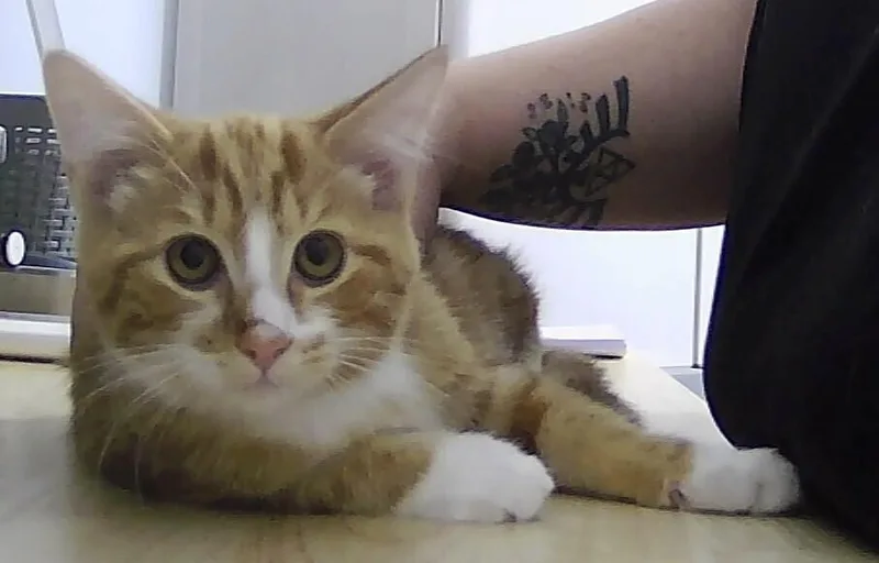 A baby small-sized male Orange & White Domestic Short Hair cat named Roland for adoption in Anoka, MN
