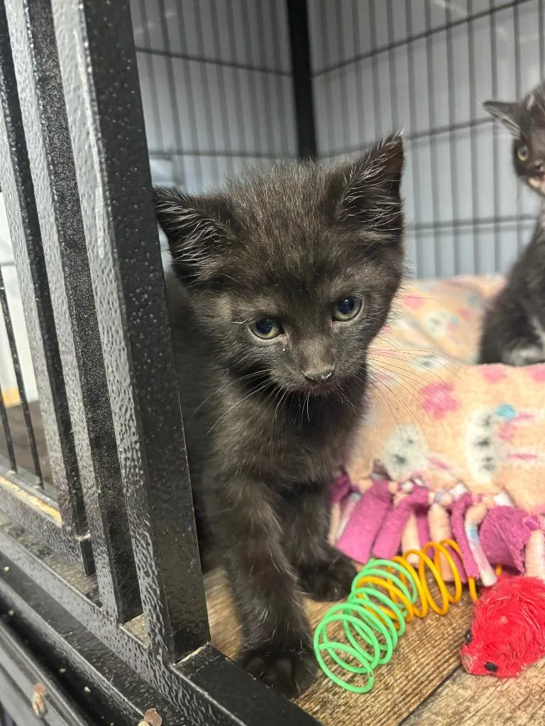 A baby medium-sized male Domestic Short Hair cat named Bashful for adoption in Algona, IA