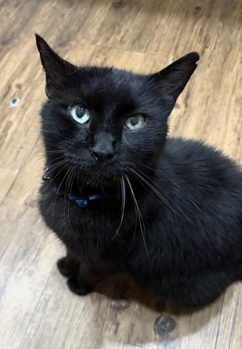 An adult medium-sized male Domestic Short Hair cat named Gomez for adoption in MONTGOMERY, TX