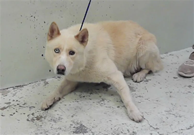 An adult large-sized male Husky dog named Blaze for adoption in Houston, TX