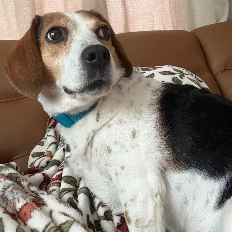 An adult medium-sized female White / Cream Beagle dog named Penny for adoption in Brainerd, MN