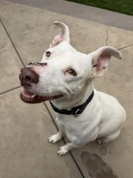 An adult medium-sized female Pit Bull Terrier dog named Jennie Lewis for adoption in San Diego, CA
