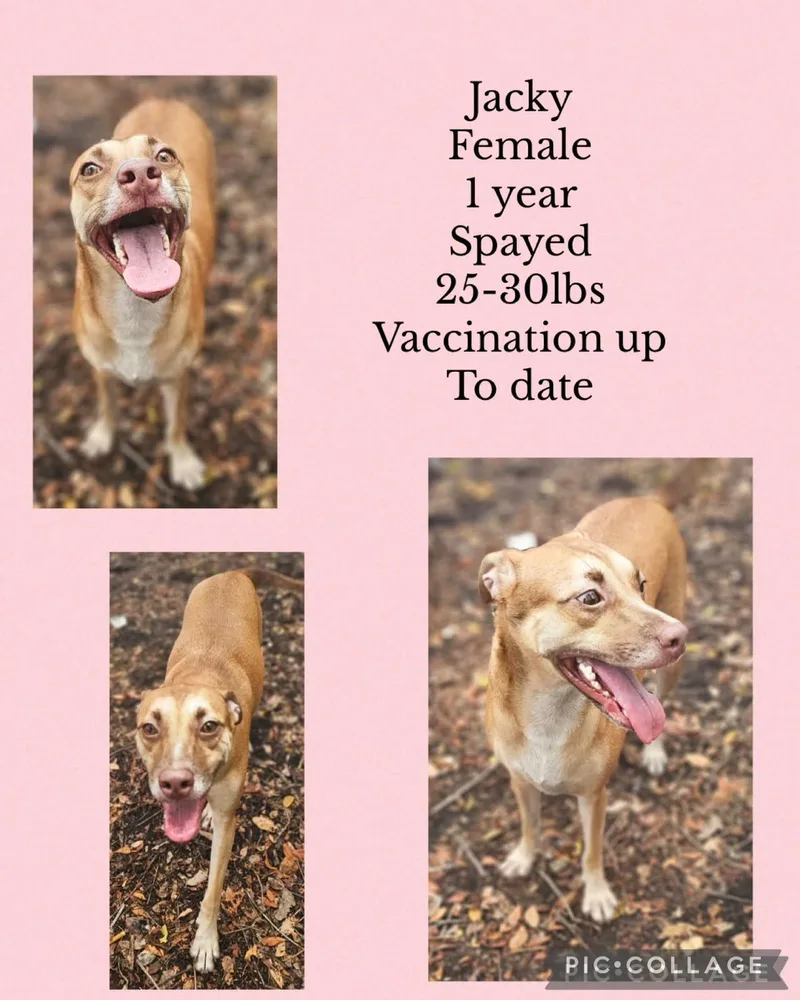 An adult medium-sized female Siberian Husky dog named Jacky for adoption in Virginia Beach, VA