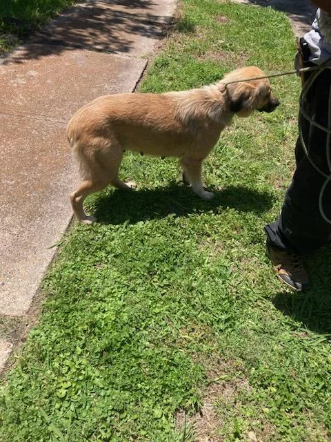 A young large-sized female Mixed Breed dog named Buddy for adoption in Dallas, TX