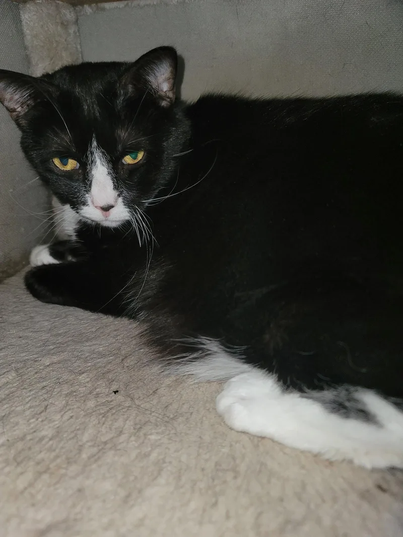 An adult large-sized female Tuxedo cat named Emma for adoption in Locust Grove, VA