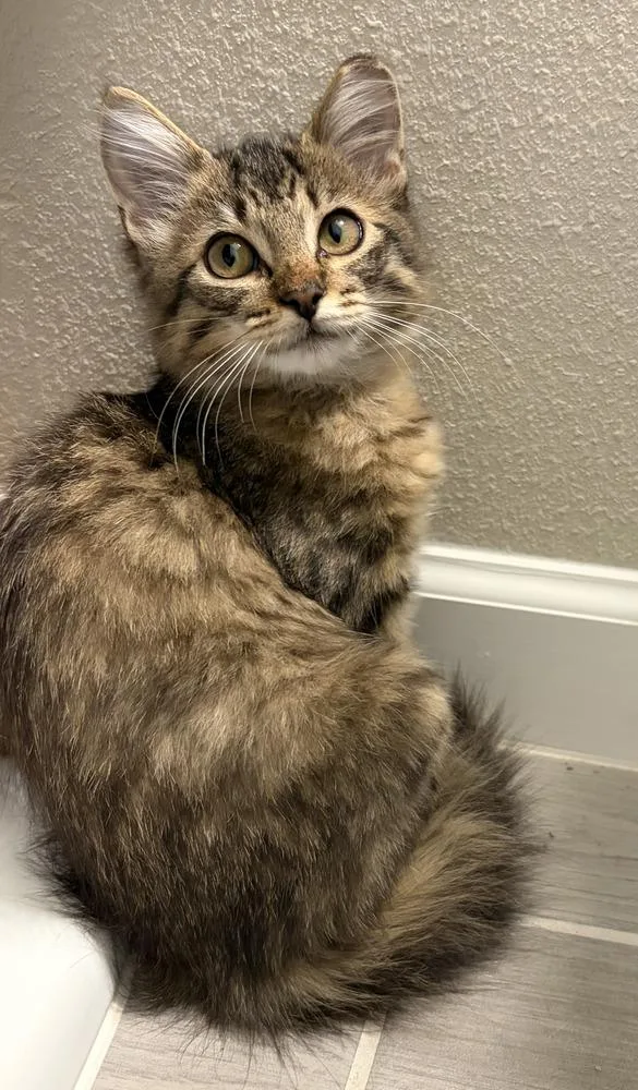 A baby small-sized female Domestic Short Hair cat named Brie for adoption in Saint Augustine, FL