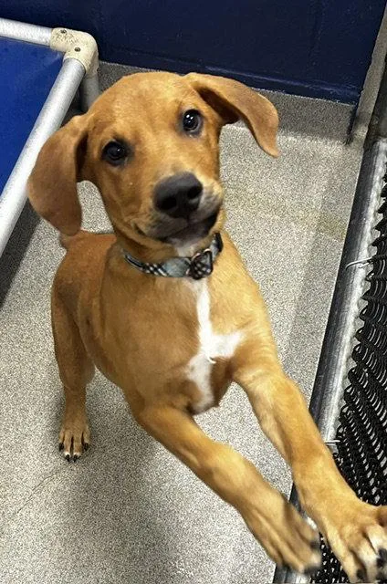 A young medium-sized male Terrier dog named Peanut Weeks for adoption in Sterling, MA