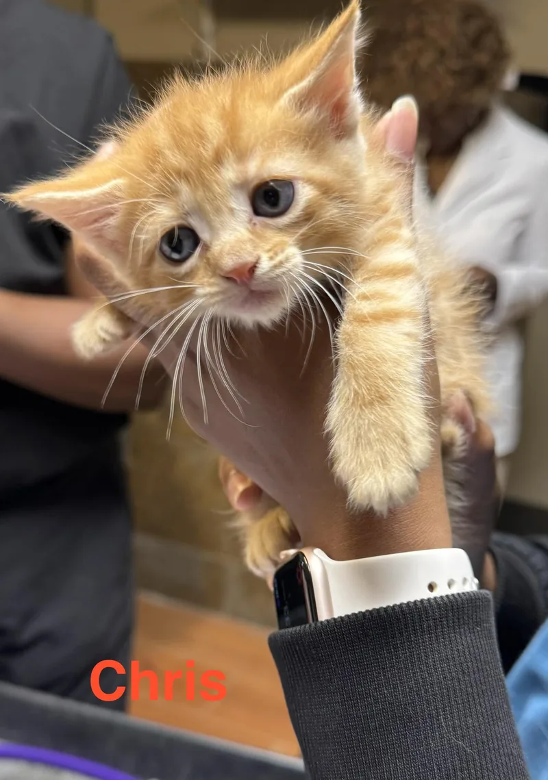 A baby small-sized male Orange & White Domestic Short Hair cat named Chris for adoption in Shrewsbury, MA