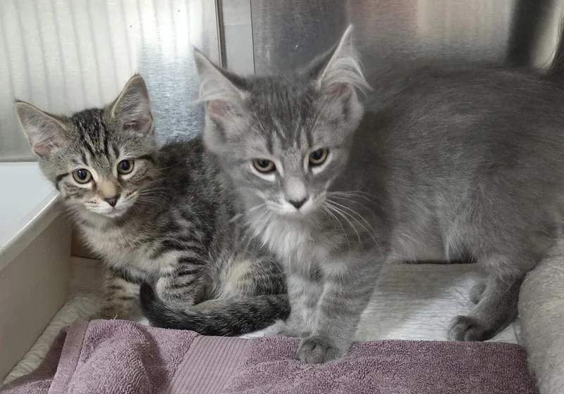 A baby medium-sized female Tabby (Gray / Blue / Silver) Domestic Long Hair cat named Sylvie Shewman for adoption in Stowe, PA