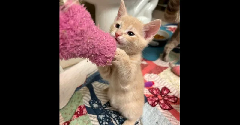 A baby small-sized male Domestic Short Hair cat named Warrior Man for adoption in Groveland, MA