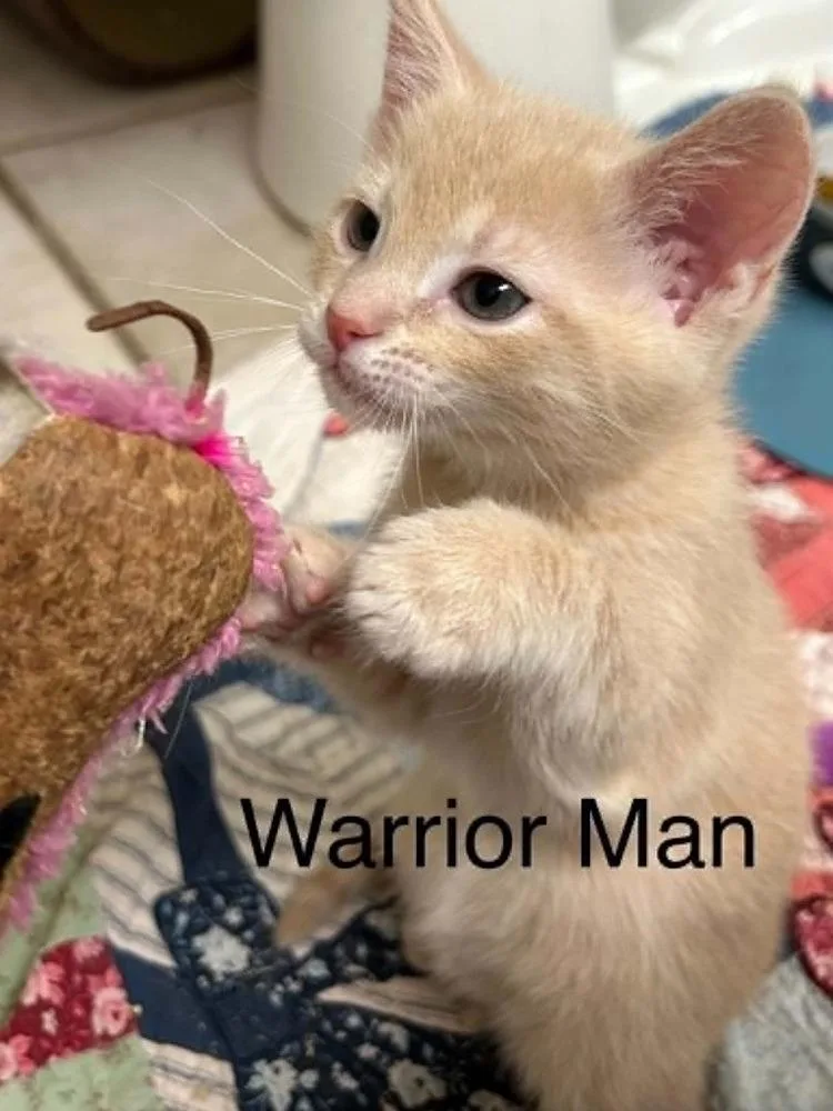 Warrior Man thumbnail 3