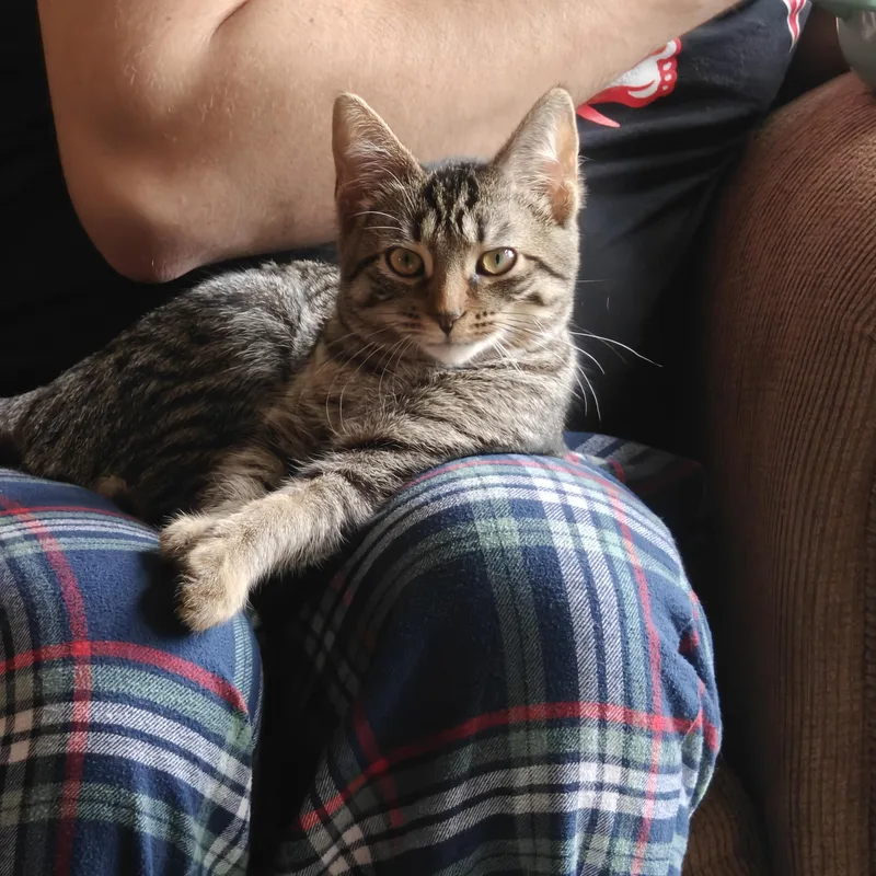 A baby medium-sized female Tabby (Brown / Chocolate) Domestic Short Hair cat named Buttercup for adoption in Hudsonville, MI