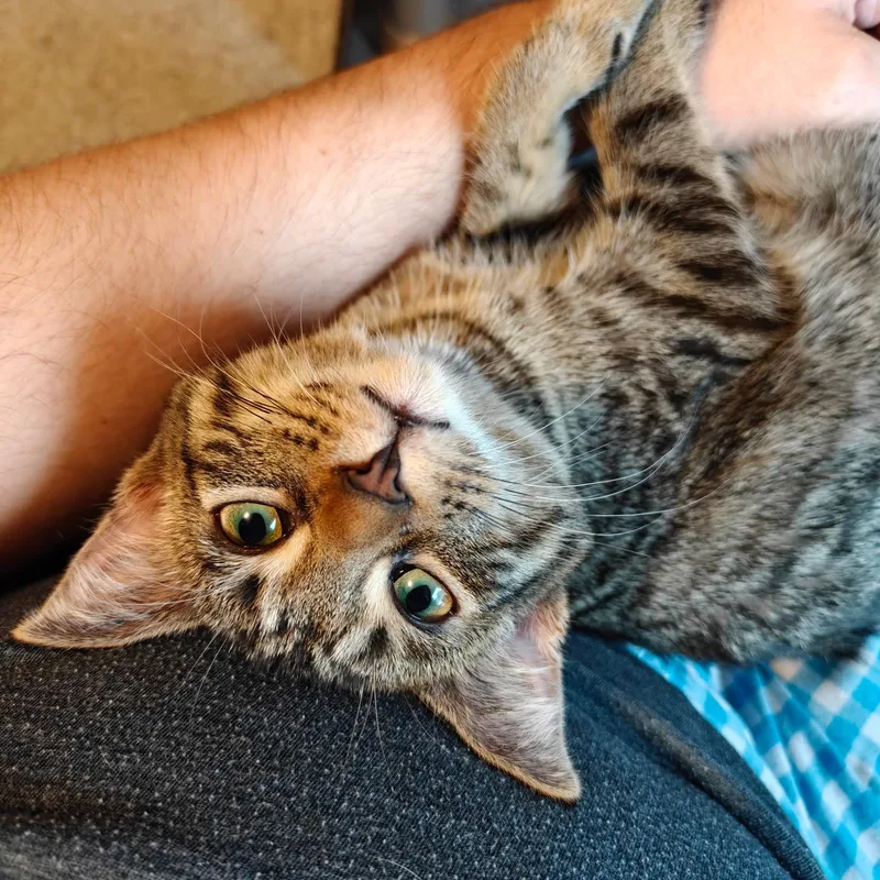 Buttercup thumbnail 4
