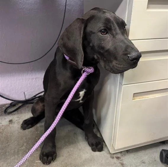 A baby extra large-sized male Great Dane dog named Fruit Snack for adoption in Fairfield, CA
