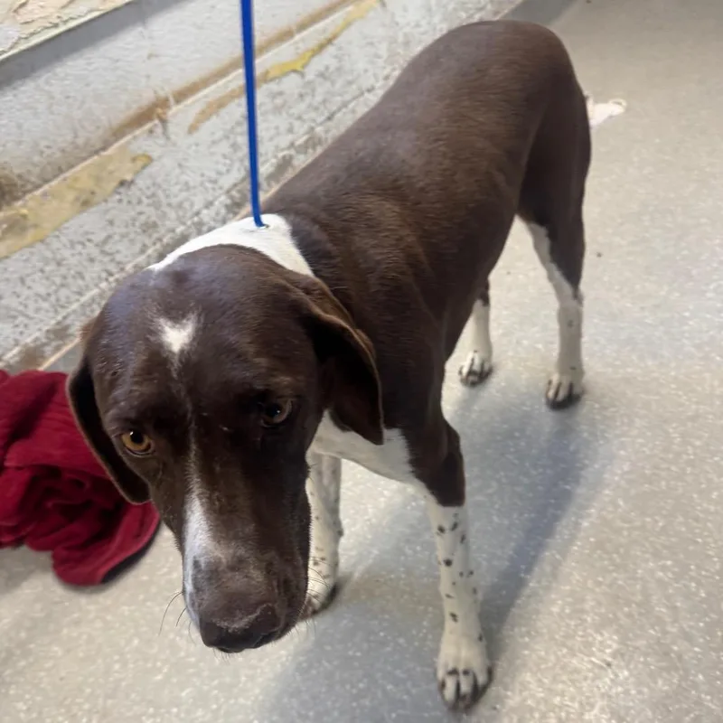 A senior medium-sized female Bicolor German Shorthaired Pointer dog named Babe for adoption in Fallon, NV