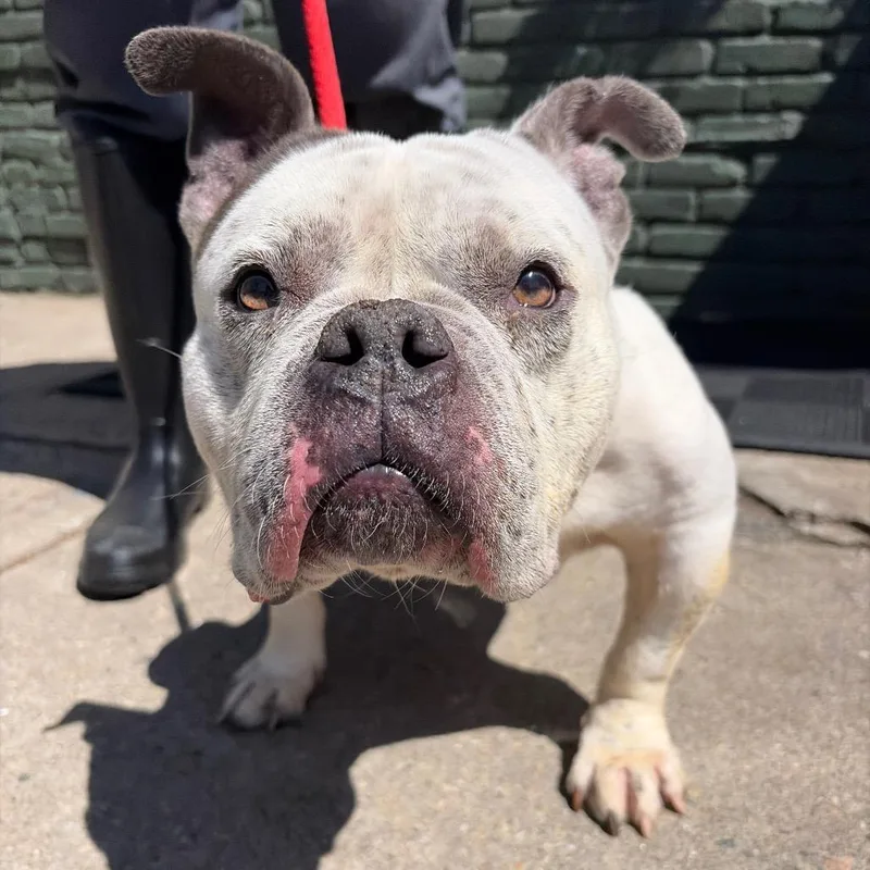 An adult medium-sized female White / Cream American Bulldog dog named Lois for adoption in Newark, NJ