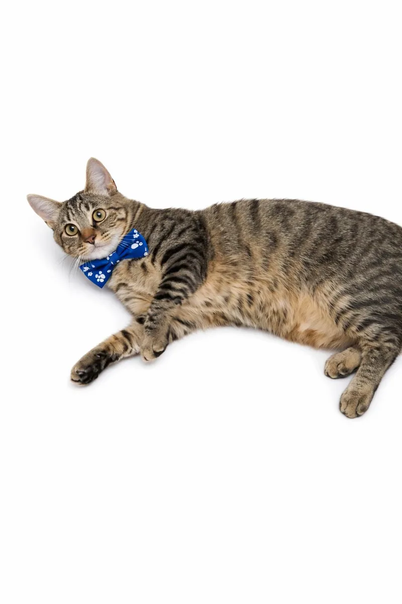 Lincoln =^.^= thumbnail 2