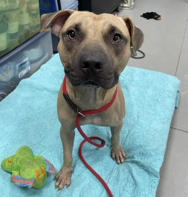 A young medium-sized male Mixed Breed dog named Rango for adoption in Palmetto, FL