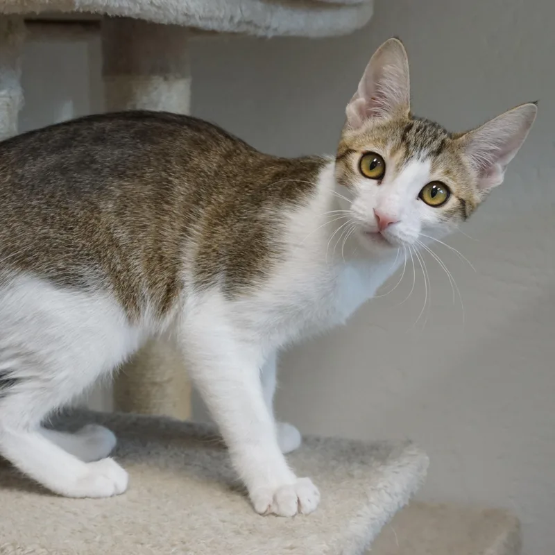 A baby small-sized female Domestic Short Hair cat named Zora for adoption in Fountain Hills, AZ