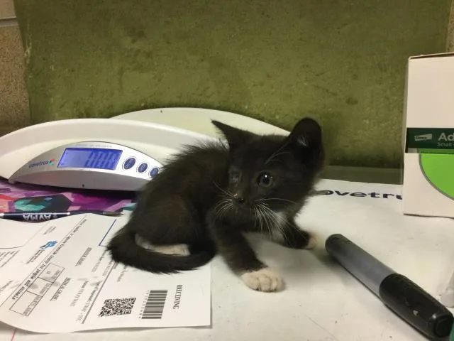 A baby small-sized male Domestic Short Hair cat named Twinkle for adoption in Riverside, CA