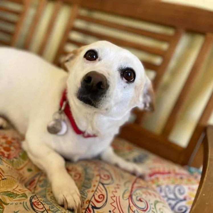 A senior small-sized female White / Cream Chihuahua dog named Huera for adoption in Ramona, CA