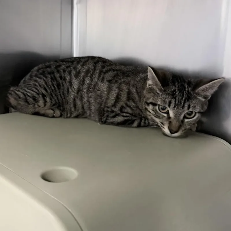 A young small-sized male Brown / Chocolate Domestic Short Hair cat named Homelander for adoption in Titusville, FL
