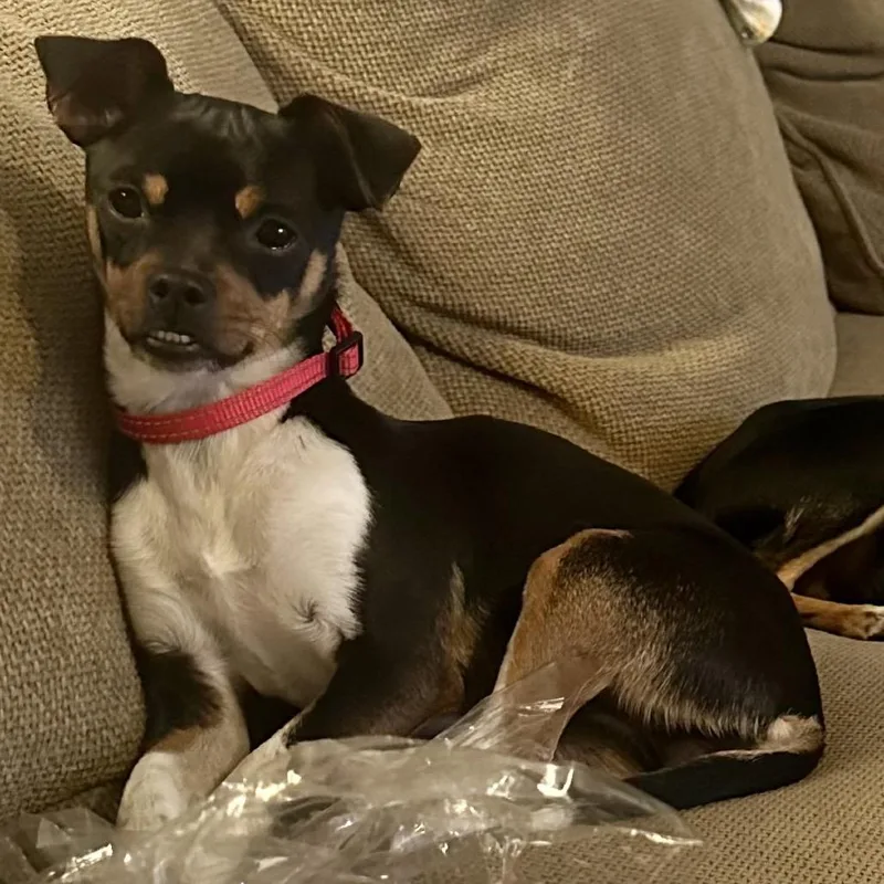 An adult small-sized female Black Chihuahua dog named Lady Gaga for adoption in Sonoma, CA