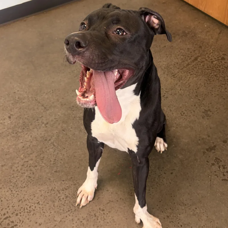 An adult medium-sized female Black Mixed Breed dog named Lolita for adoption in Mishawaka, IN