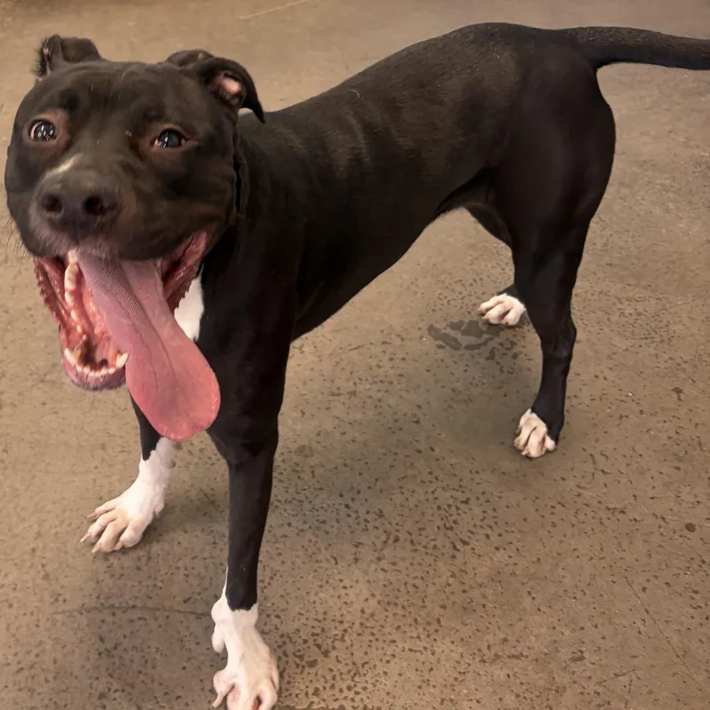 Lolita thumbnail 2