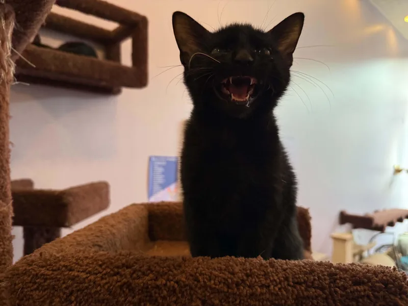 A baby medium-sized male Domestic Short Hair cat named Espresso for adoption in West Lafayette, IN
