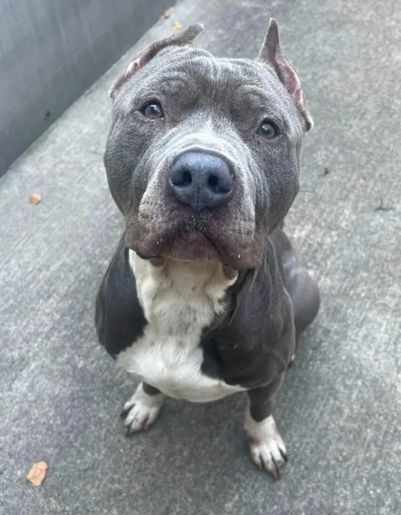 An adult medium-sized male Gray / Blue / Silver Pit Bull Terrier dog named Noah for adoption in Chicago, IL