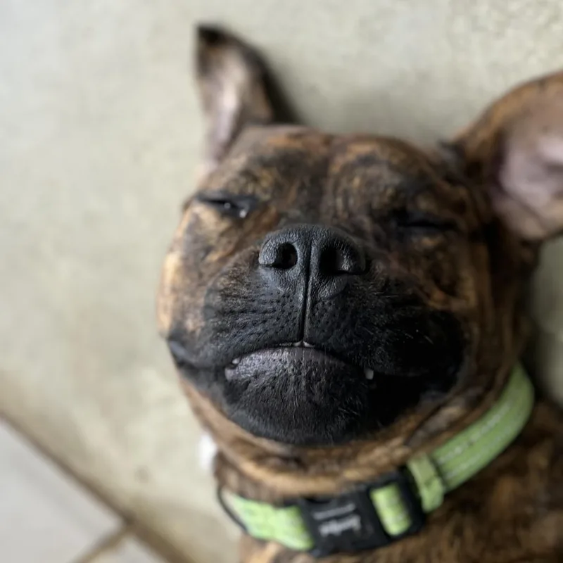 An adult extra large-sized male Brindle Mixed Breed dog named Spike for adoption in Grand Rapids, MI