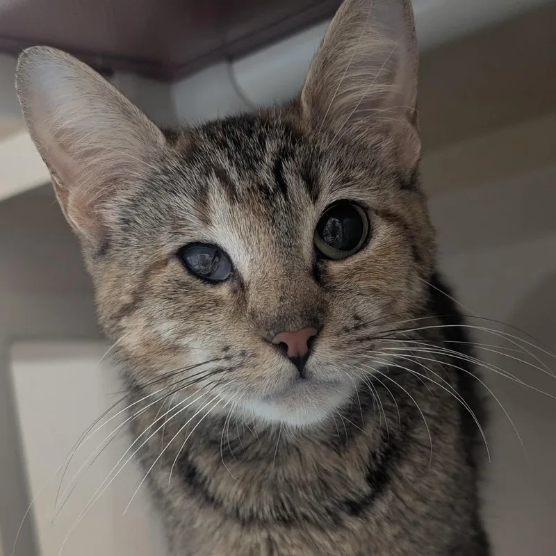 An adult medium-sized female Calico Domestic Short Hair cat named Liberty for adoption in Watertown, NY