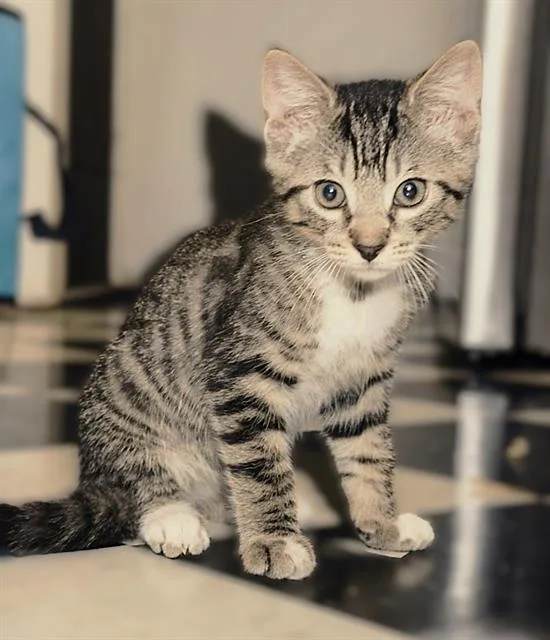 Ninji