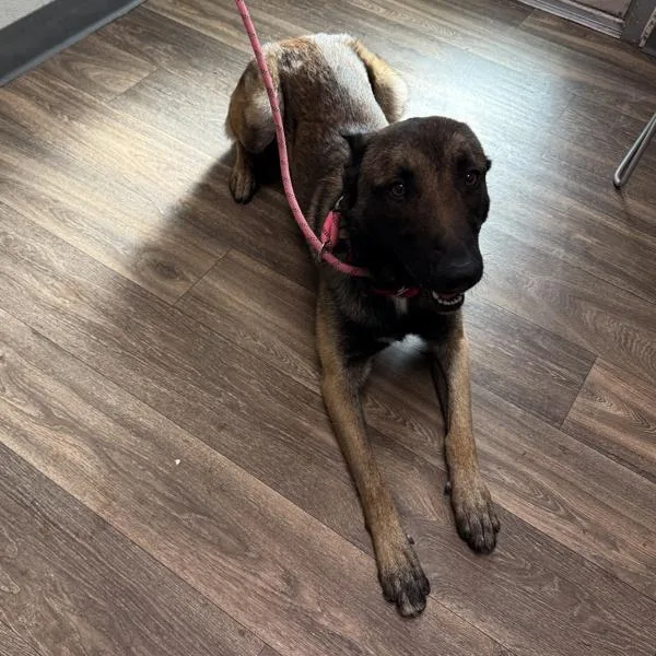 An adult medium-sized male Belgian Shepherd / Sheepdog dog named Beebasan for adoption in San Diego, CA