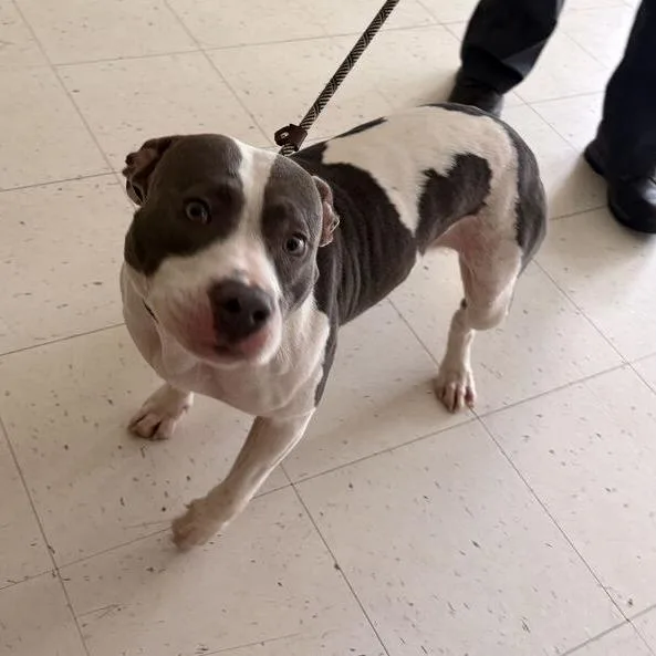 A young medium-sized female White / Cream Mixed Breed dog named Celeste for adoption in Davenport, IA