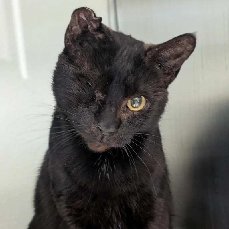 A senior large-sized female Black Domestic Short Hair cat named Precious for adoption in Reno, NV