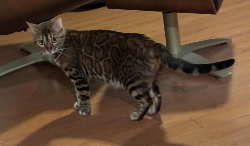 An adult medium-sized female Bengal cat named Rosie for adoption in Phoenix, AZ