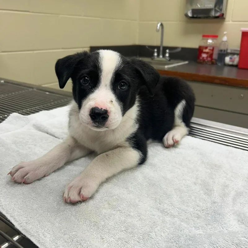 A baby small-sized female Black Mixed Breed dog named Peabody for adoption in Columbus, GA