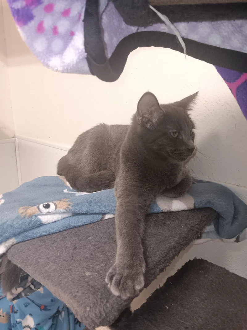 A young medium-sized male Domestic Short Hair cat named Casper for adoption in Centralia, IL