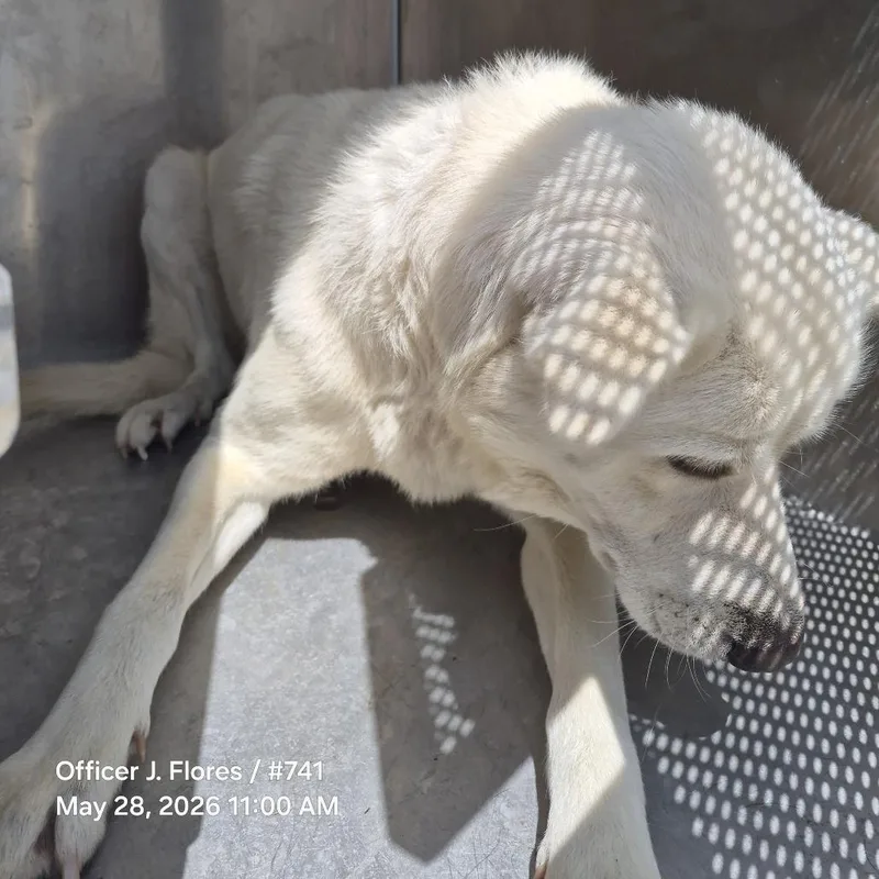 An adult large-sized male White / Cream Great Pyrenees dog named Txacstray for adoption in Portland, TX