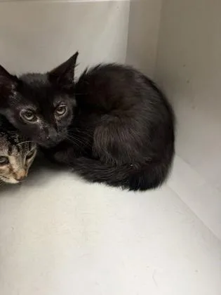 A young small-sized female Domestic Short Hair cat named Hildy for adoption in Conway, AR