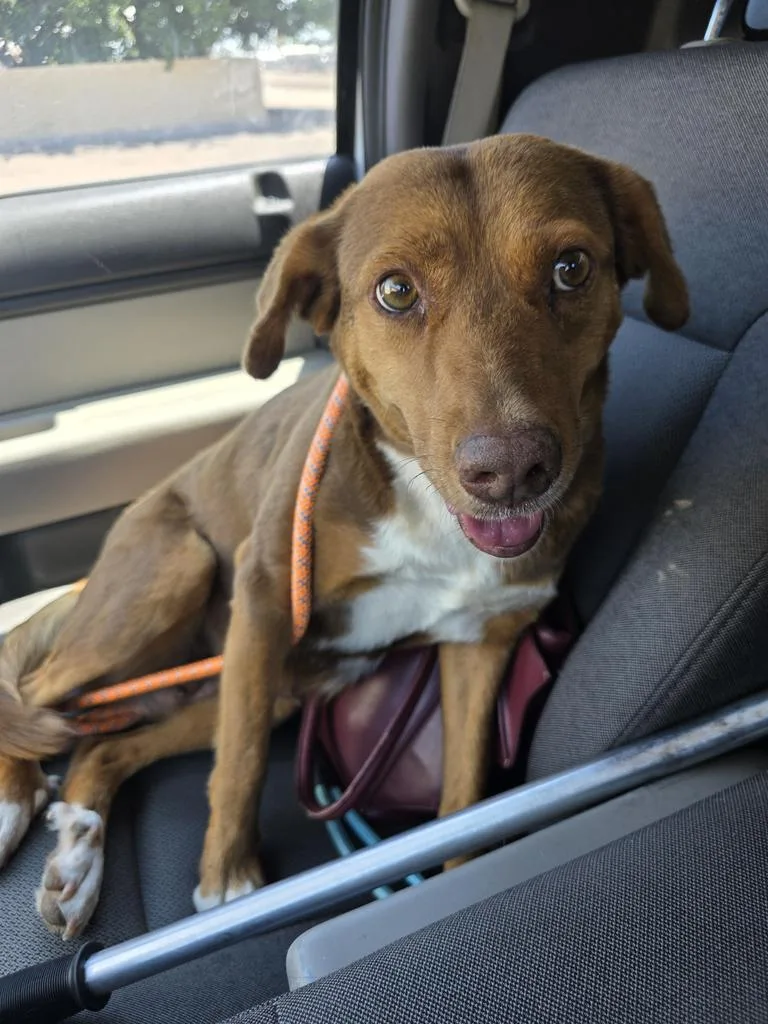 A senior medium-sized female Mixed Breed dog named Mary Red for adoption in Holbrook, AZ