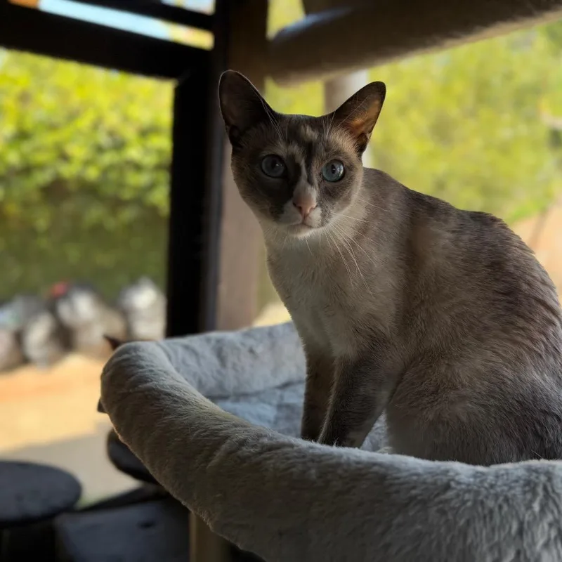 An adult small-sized female Calico Domestic Short Hair cat named Patches for adoption in Long Beach, CA