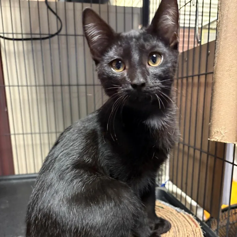 A baby small-sized male Black Domestic Short Hair cat named Gargonzola for adoption in Monticello, IL