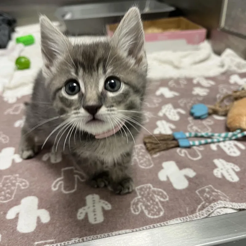 A baby small-sized female Domestic Short Hair cat named Almond for adoption in Long Beach, CA