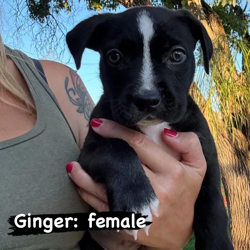 A baby large-sized female Pit Bull Terrier dog named Ginger for adoption in Lincoln, CA