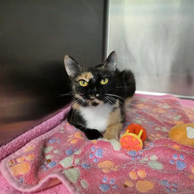 A young medium-sized female Calico Domestic Short Hair cat named Tallulah for adoption in Umatilla, FL
