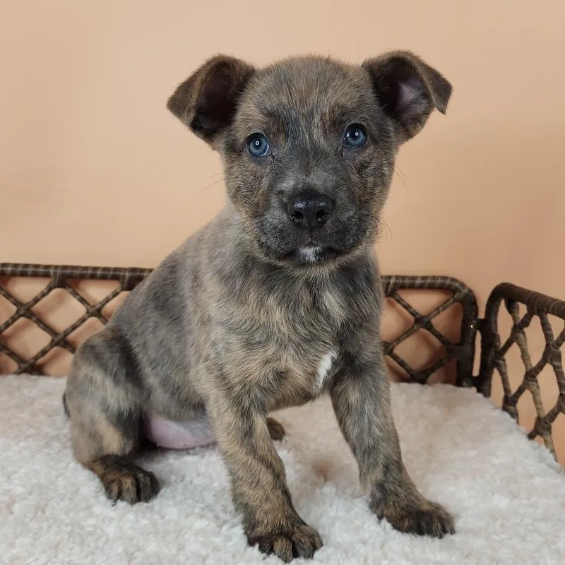 A young medium-sized female Brown / Chocolate Shepherd dog named Summer for adoption in Fort Wayne, IN