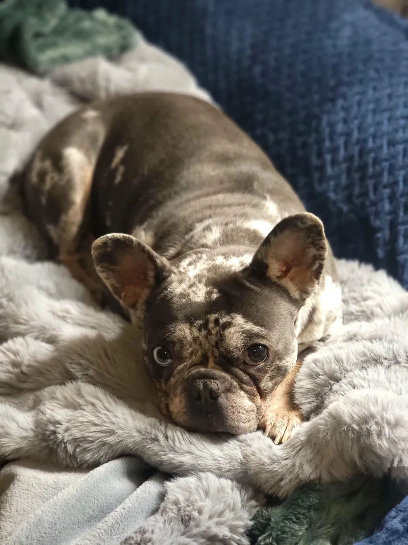 A young small-sized female French Bulldog dog named Greta for adoption in Cuyahoga Falls, OH